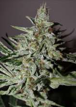 Rare Dankness Seeds Afghan Ghost