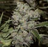 Rare Dankness Seeds Ghost Train Haze #2