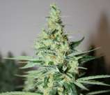 Rare Dankness Seeds Tangerine Trainwreck Haze