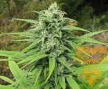 Real Gorilla Seeds Early Grape Berry