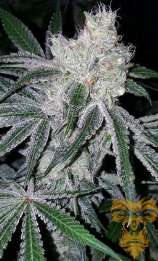 Real Gorilla Seeds Super Sour Dosidos