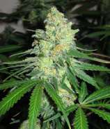 Reservoir Seeds Strawberry Diesel