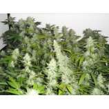 Riot Seeds Platinum Banana OG Kush S1