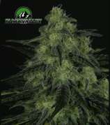 Ripper Seeds Black Valley