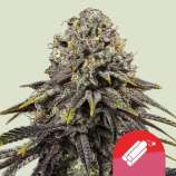 Royal Queen Seeds Dynamite Diesel