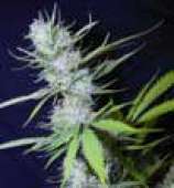 Royal Queen Seeds Fruit Spirit