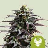 Royal Queen Seeds Granddaddy Purple Auto