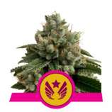 Royal Queen Seeds Legendary Punch