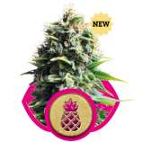 Royal Queen Seeds Pineapple Kush