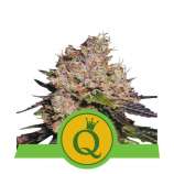 Royal Queen Seeds Purple Queen Automatic