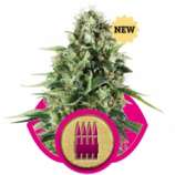 Royal Queen Seeds Royal AK