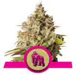 Royal Queen Seeds Royal Gorilla