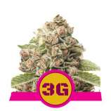 Royal Queen Seeds Triple G