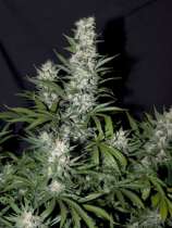 SOG Seeds Bubble n Squeak 2