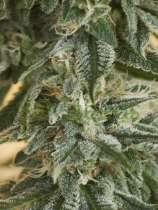 SOG Seeds Purple Bazooka