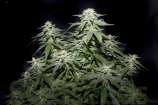 SOG Seeds Sweet Dutchess