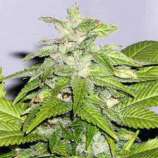 Sagarmatha Seeds Early Bird Skunk