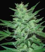 Samsara Seeds Crazy Miss Hyde