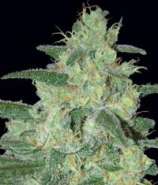 Samsara Seeds Holy Grail 69