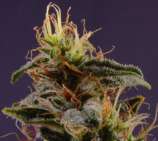 Sativa Seedbank New York Power Diesel