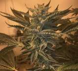 Sci-Fi Genetics Elmer's Blue z