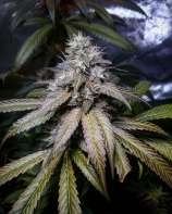 Seattle Chronic Seeds Macho