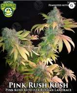 Seattle Chronic Seeds Pink Rush Kush 1:1