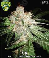 Seattle Chronic Seeds V8