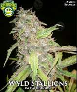 Seattle Chronic Seeds Wyld Stallions CBD