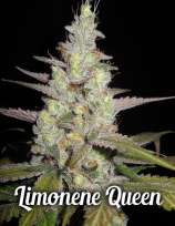 Second Generation Genetics Limonene Queen