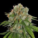 SeedStockers Amnesia Autoflower