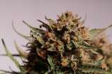 SeedStockers Apollo Black Cherry Autoflower