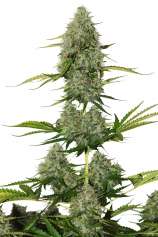 SeedStockers BCN Critical XXL Autoflower