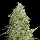 SeedStockers BCN Critical XXL