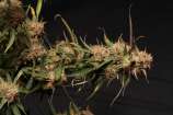 SeedStockers Blue Moby Autoflower