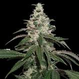 SeedStockers Nicole Cream Autoflower