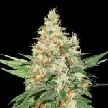 SeedStockers O.G. Kush