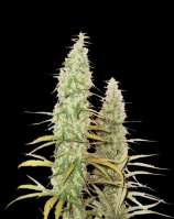 SeedStockers Santa Marta Haze Autoflower