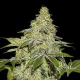 SeedStockers Sherbet Autoflower