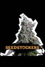 SeedStockers Sour Diesel Auto