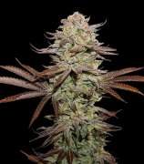 SeedStockers Sticky Fingers Autoflower