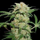 SeedStockers Thin Mint Crack Autoflower