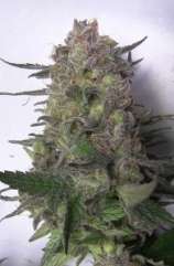 Seedism Seeds Super Sour Kush