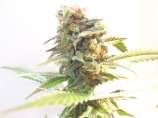 Seedism Seeds White Skunk