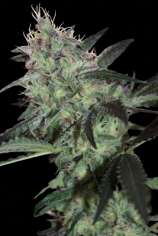 Seedmakers Seeds Super Diesel