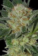 Seedmakers Seeds Widow