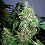 Seeds66 Critical Fast Bud Auto