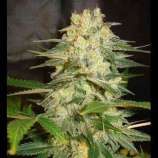 Seeds66 Pure Indica
