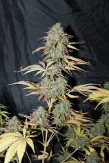 Seedsman Auto UK Cheese