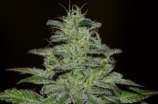 Seedsman Girl Scout Crack